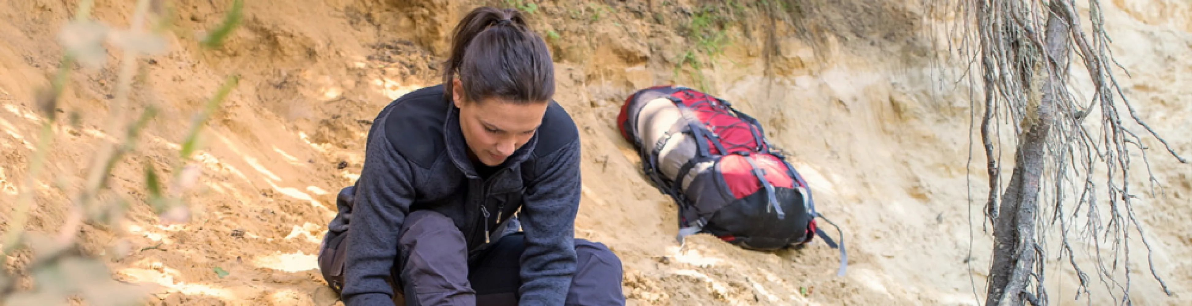 Rhipicephalus Sanguineus / Hondenteek